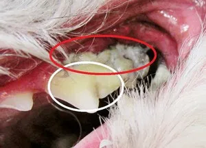 犬の歯石を麻酔なしで除去できる？