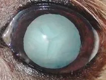 犬の目が白い