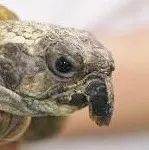 カメのクチバシー伸びるので切る！ー
