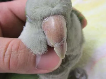 インコ類のクチバシが伸びすぎた場合ー削る必要性ー