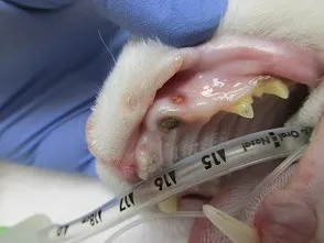 猫の犬歯はよく折れる