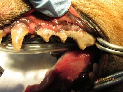 犬の歯石から歯槽膿漏ー全部抜いても大丈夫？ー