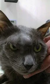 顔の腫れた猫さんー癌か！ー