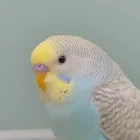 鳥