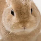 ウサギ