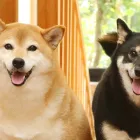 犬