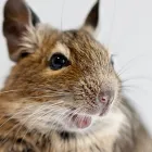デグー