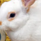 予防・検査・手術